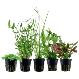 Aquaone Wasserpflanze Pflanzen Set mit 5 Einsteiger Wasserpflanzen Nr.106