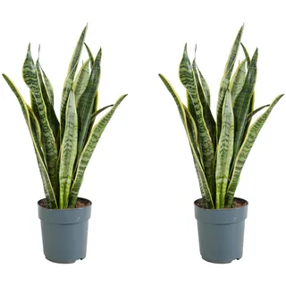 Bloomique - 2er-Set - Sansevieria Laurentii - Bogenhanf - Sukkulenten - Zimmerpflanzen - Sehr Pflegeleicht - Höhe 30-40 cm - Topf 12 cm