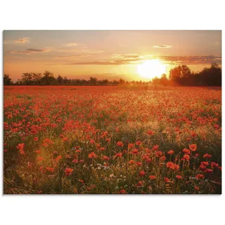 ARTland Wanddeko Glasbilder Wandbild Glas Bild einteilig 80x60 cm Querformat Natur Landschaft Blumen Mohnblumen Feld Sonnenuntergang Blumewiese S6AM