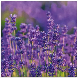 ARTland Wanddeko Glasbilder Wandbild Glas Bild einteilig 40x40 cm Quadratisch Blumen Blüten Blumenwiese Lavendel Feld Natur Landschaft T4XT