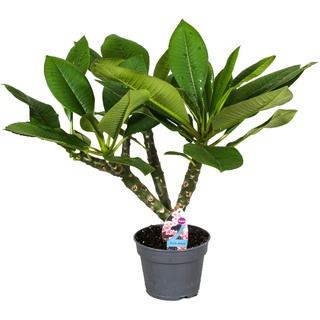 Plant in a Box Frangipani - Hawaiianische Plumeria Höhe 45-55cm