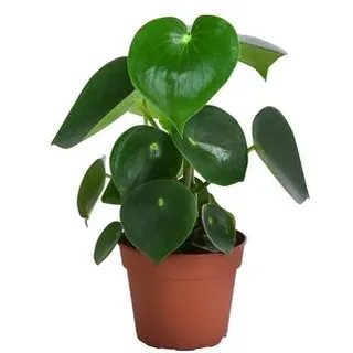 Bio Peperomie - Peperomia polybotrya, Grün