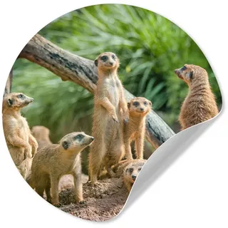 MuchoWow Wandsticker Erdmännchen - Familie - Tiere (1 St), Runde Aufkleber für Wohnzimmer, Selbstklebend, 100x100 cm bunt 100 cm x 100 cm x 0.1 cm