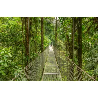 PAPERMOON Fototapete "Hängebrücke durch Dschungel" Tapeten Gr. B/L: 4,00 m x 2,60 m, Bahnen: 8 St., bunt Fototapeten