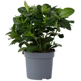 Plant in a Box - Gardenie - Gardenia jasminoides - Höhe 20-30cm - Topf 13cm - Duftende Zimmerpflanze & Duftpflanze mit cremeweißen Blüten - Blühende, pflegeleichte Pflanze für Haus & Garten