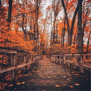 Puzzle 5000 Teile - Jigsaw Puzzle für Erwachsene - Buntes Puzzle 5000 Teile Erwachsene, Motiv: Weg im Wald, 5000 Teile Puzzle, Puzzle Erwachsene 5000 Teile, Puzzel,5000 Puzzle-61.61x41.53 Zoll (156.5