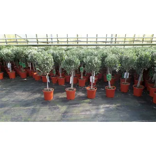 gruenwaren jakubik Olivenbaum Stamm Olive 80 - 100 cm hoch, beste Qualität, Olea Europaea