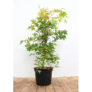 Pflanzen für Dich Gehölze Acer palmatum 'Sangokaku', 1 St., Japanischer Ahorn, Fächerahorn