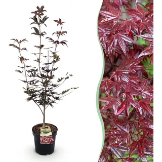 Green boutiQ - Gartenpflanze - Acer palmatum Bloodgood - Japanischer Ahorn - Laubabwerfend - Rot - 1 - Topf 26cm - Höhe 90cm