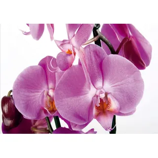 AG Design FTS 0049 Orchidee, Papier Fototapete - 360x254 cm - 4 teile, Papier, multicolor, 0,1 x 360 x 254 cm