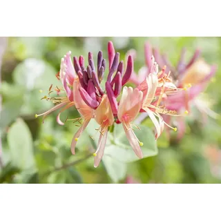 PlantaPro Jelängerjelieber 40-60 cm Topf Lonicera periclymenum Kletterpflanze duftend | Kletternd, 300-700 cm, cremeweiße Blüten Juni-August, stark duftend, sonnig bis halbschattig, winterhart bis -20 °C