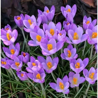 die nr-01.de Pracht Herbstkrokus - Crocus speciosus