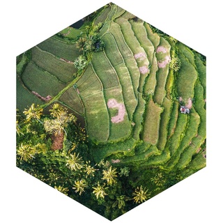 Hexagon Tapete - Grüne Terassen, Größe HxB:150cm x 130cm, Material:Vlies Selbstklebend