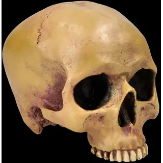 Figuren Shop GmbH Dekofigur Anatomischer Totenkopf – Schädel Figur ohne Unterkiefer 12 cm Dekokopf