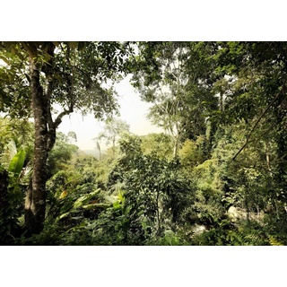 Komar Vlies Fototapete "Dschungel", 350 x 250 cm, 7 Bahnen