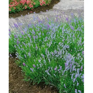 Pflanzen Für Dich Echter Lavendel Lavandula angustifolia 'Blue Cushion'