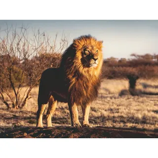 Ravensburger Verlag GmbH Puzzle Löwe. Der König der Tiere, Puzzleteile