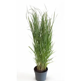 Pflanzen Für Dich Gräser Panicum virgatum Northwind