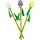 Tulpen 40461