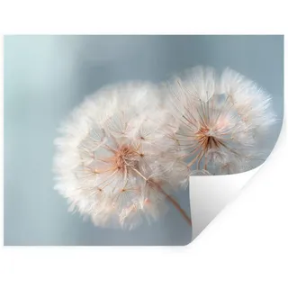 MuchoWow Wandsticker Pusteblumen - Flauschig - Weiß (1 St), Wandtattoo, Selbstklebend, Wohnzimmer, 80x60 cm 80 cm x 60 cm x 0.1 cm