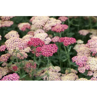 PlantaPro Achillea millefolium 'Paprika' P 0,5 Schafgarbe 'Paprika',winterhart, deutsche Baumschulqualität, im Topf für optimales anwachsen