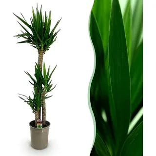 Yucca elephantipes - Yucca - Pflegeleicht - Grün - 155-170cm - Ø27cm - Zimmerpflanze - Immergrün