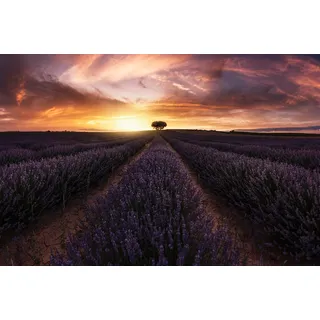 Papermoon Fototapete PAPERMOON "Photo-Art JORGE RUIZ DUESO, LAVENDEL-SONNENUNTERGANG", bunt, B:4,5m L:2,8m, Vlies, Tapeten
