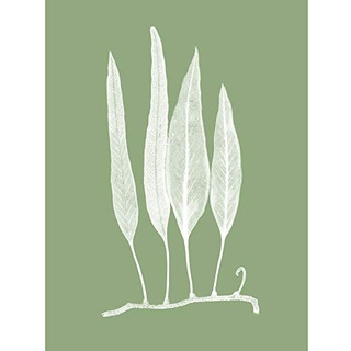 White and Green Exotic Plant Unframed Art Print Poster Wall Decor 12x16 inch Grün Pflanze Wand Deko
