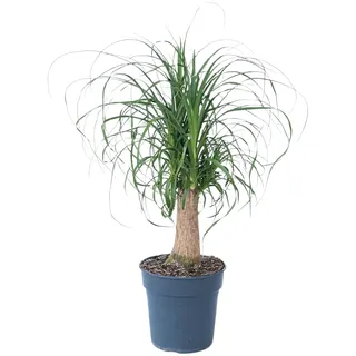 Plant in a Box - Beaucarnea recurvata - Elefantenfuß - Grüne zimmerpflanze - Topf 21cm - Höhe 60-70cm