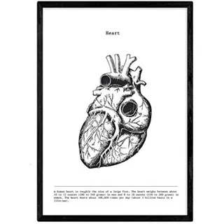 POSTER Anatomie Herz A3 Schwarzer Rahmen
