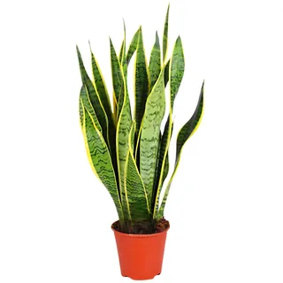 Bogenhanf | Sansevieria laurentii | ca. 40-50 cm | ø 12-15 cm Topf | Pflegeleichte Zimmerpflanzen für Wohnung und Büro | Qualität vom Pflanzen Profi | Ideale Raumbegrünung