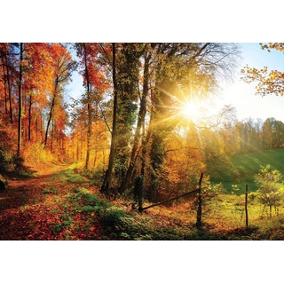 Forwall Fototapete Herbstwald Wiese Sonne Natur Bäume Landschaft Wohnzimmer Schlafzimmer Vlies Tapete Wandtapete UV-Beständig Montagefertig (12108, VEXXXL (416x254 cm) 4 Bahnen)