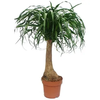Exotenherz Zimmerpflanze Beaucarnea (Nolina), Elefantenfuß, 19cm, gerader Stamm