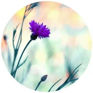 K&L Wall Art Vliestapete »Runde Vliestapete«, Bravin Luminous lila Blume, mehrfarbig, matt - bunt