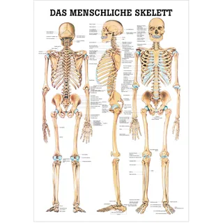 Das menschliche Skelett Lehrtafel Anatomie 100x70 cm medizinische Lehrmittel, Nicht Laminiert
