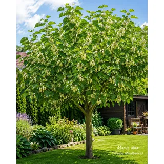 Weiße Maulbeere 50–70 cm (Morus alba) – Winterharter Maulbeerbaum mit süßen weißen Früchten, robuster Obstbaum für Garten, Kübel, Terrasse & Naschgarten