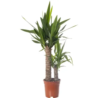 Yucca Elephantipes, große echte Zimmerpflanze, immer grün, hohe Pflanze.