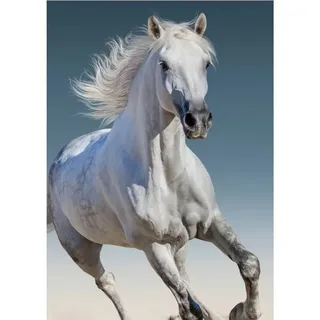 Pferd Pferd