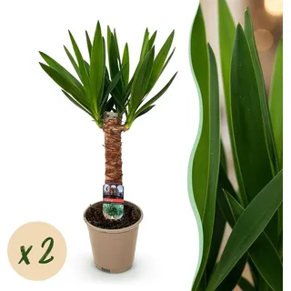 Yucca elephantipes - Yucca - Pflegeleicht - Grün - 2 Pflanzen - 45-55cm - Ø14cm - Zimmerpflanze - Immergrün