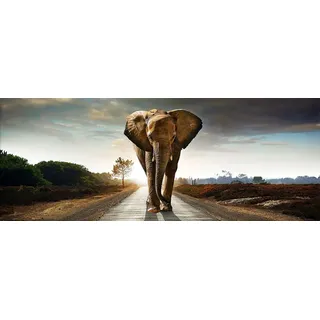 artissimo Bild aus Glas 80x30 cm Elefant AG4073A – Safari Wandbild Afrika Tiermotiv, Panorama Glasbild Querformat, moderne Wanddeko