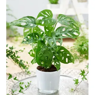 BALDUR Garten Zimmerpflanze Monstera 'Monkey Leaf®', 1 St., Zimmerpflanze, schnell wachsend, pflegeleicht grün