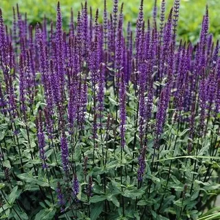 6 x Salvia nemorosa 'Caradonna' – dunkelvioletter Steppen-Salbei| bienenfreundliche Garten-Staude im 9 cm (P9) Topf| winterhart| für Beete & Balkon