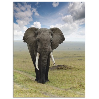 ARTland Wandbild Alu Verbundplatte für Innen & Outdoor Bild 45x60 cm Tiere Elefant T5UH