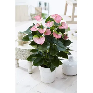 1 x Pink Flamingo Blume Anthurium lebende Pflanze in Keramik Topf für Zuhause/Büro