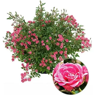 BALDUR Garten 1x Lilly Rose® Wonder5, Pflanze im 12 cm-Topf, winterhart, robust, kompakt, blüht von Sommer bis Herbst, unglaubliches Blütenmeer,...