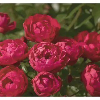 Polyantha-Rose – rot