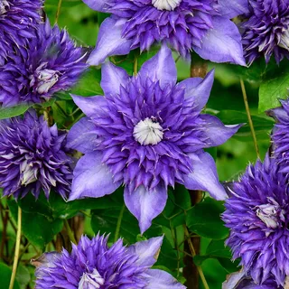 GardenersDream Clematis 'Multiblue' - Kletterpflanzen Winterhart - Clematis Kletterpflanze Gefüllt Blau - Climatispflanze für Garten Pflanzen - Ranken Pflanzen Mehrjährig
