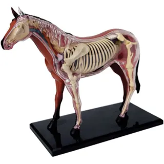 Generisch 4D Pferd Anatomie Modell - Tier Skelett Probe, abnehmbare Biologie, 26 Teile für Pet Clinic Tierarzt AusbildungSchule Lehre