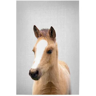 artboxONE Poster 30x20 cm Pferde Tiere Baby Horse - Colorful hochwertiger Design Kunstdruck - Bild Animal Animals Baby