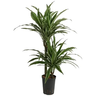 Dehner Drachenbaum, - Dracaena deremensis, Hydrokultur,